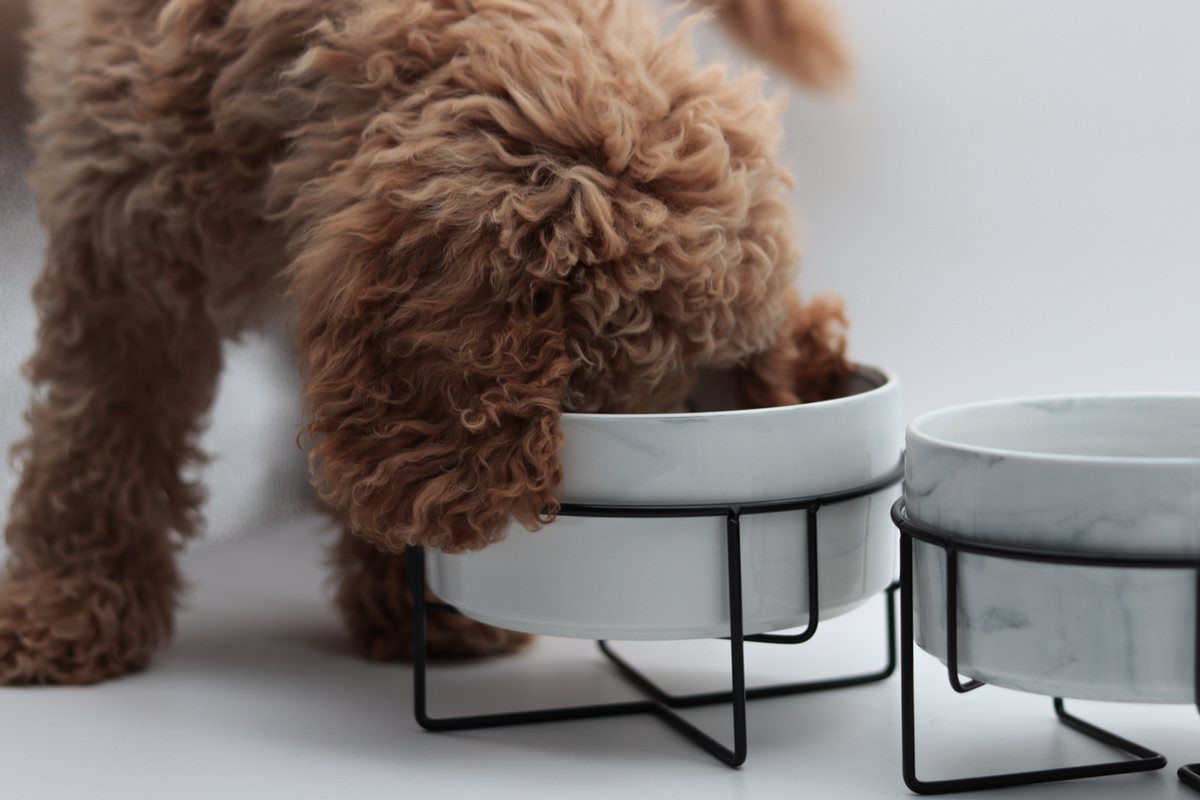 Elevated Pet Bowls