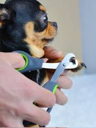 Stainless steel pet nail clippers